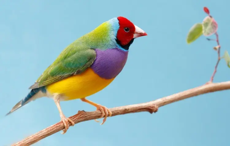 Aves